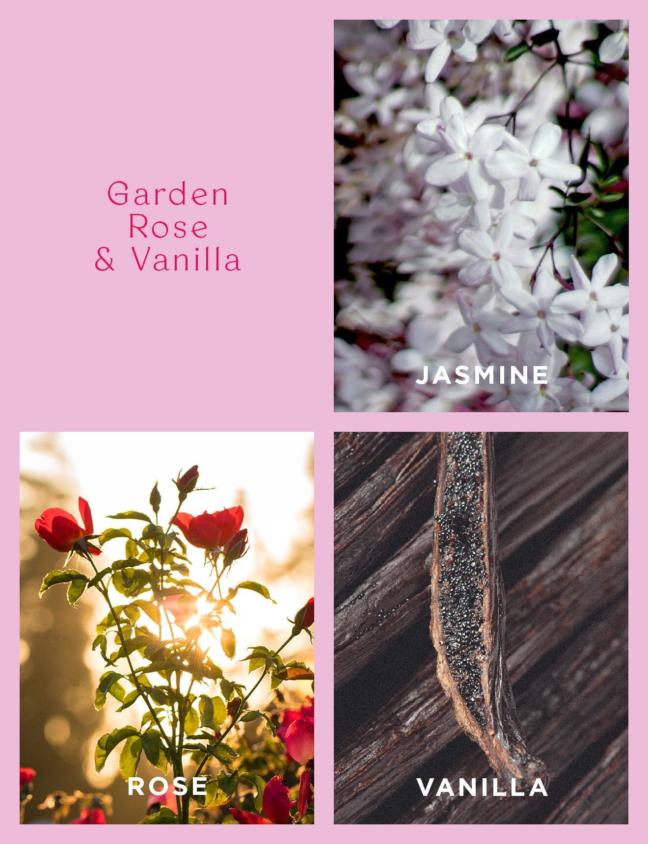 Rosie Candle Garden Rose & Vanilla